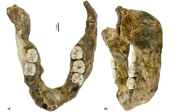 Bilim İnsanları 1.4 Milyon Yıllık İnsan Çenesi Akrabası Yeni Bir Tür Keşfetti