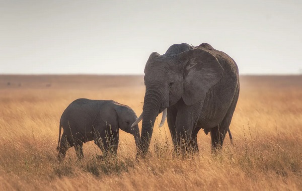 Peto Paradoksu Çürütüldü: Hayvanlar ve Kanser Arasındaki Bağlantı Nedir?