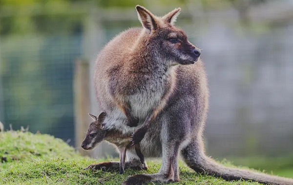 Dünyanın İlk İnsan Yapımı Kanguru Embriyosu Başarılı Oldu