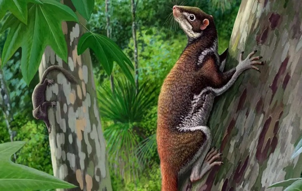 62-million-year-old fossil solves century-old mystery of mammal linked to humans