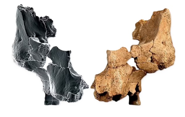 Oldest human FACE is discovered: Ancient man nicknamed 'Pink' lived in Spain up to 1.4 million years ago, scientists say