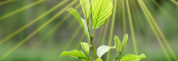 Scientists recreate plants’ energy-capturing ability in artificial photosynthesis