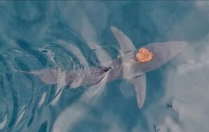 Dünyanın En Hızlı Köpek Balığının Sırtına Binmiş Bir Ahtapot Görüntülendi