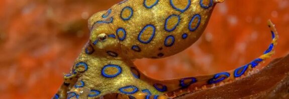 Erkek Ahtapotlar Çiftleşirken Dişileri Felç Ediyor. Fakat Bir Sebebi Var!