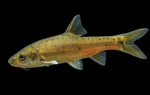 Altın Mağara Balığı