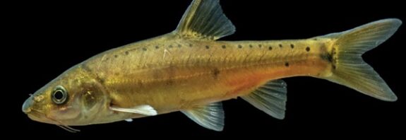 Altın Mağara Balığı