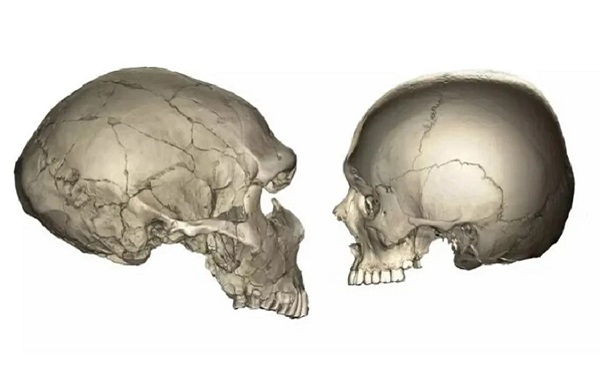 Modern İnsanların Neandertal ve Şempanzelere Göre Neden Daha Küçük Yüzlere Sahip Olduğu Keşfedildi