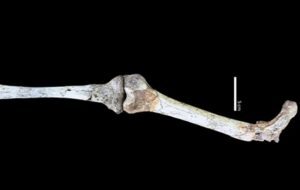 2 Milyon Yıl Önce Dik Yürüyen Küçük Bir İnsan Atasının Kalıntıları Afrika'da Bulundu