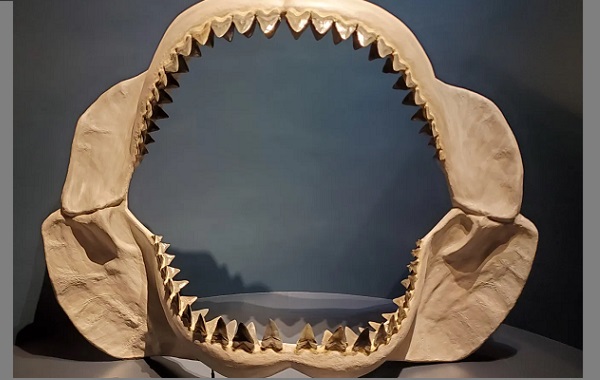 Antik Megalodon Avcısının Düşünülenden Daha da Büyük Olduğu Ortaya Çıktı