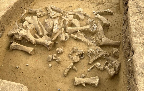 ‘Sensational’ mammoth butchery sites dating back 25,000 years reveal Ice Age survival