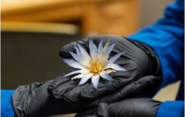 Investigating the psychedelic blue lotus of Egypt, where ancient magic meets modern science