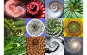 Why does nature love spirals? The link to entropy
