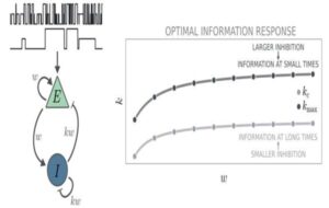 Beynin İdeal Çalışması