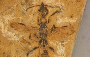 113 million years: Oldest-ever fossil of ‘hell ant’ reveals ancient predatory traits