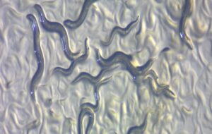 One Protein in Male Worm Brains Makes Them Risk Their Lives For Sex