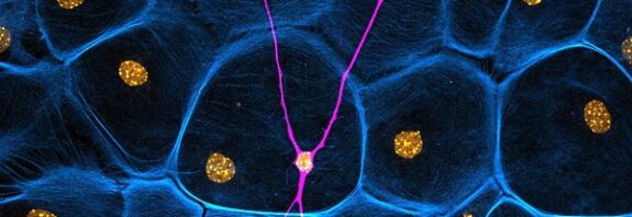 İlk Kez İnsan Beyni Dışında Nöral Kök Hücreler Keşfedildi