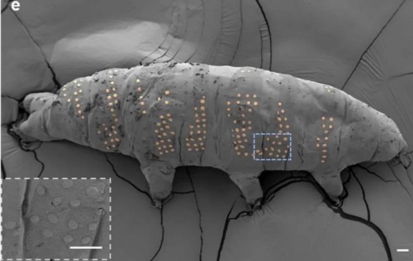 Bilim İnsanları Tardigratlara Dövme Yapıyor
