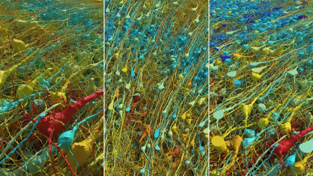 Beyindeki Noronların Otoyollar da 150 Milyon Sinapsın Nano Ölçekli Beyin Haritalarında Kan Damarlarının