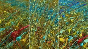 Beyindeki Noronların Otoyollar da 150 Milyon Sinapsın Nano Ölçekli Beyin Haritalarında Kan Damarlarının
