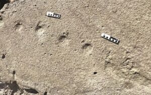 Dünyanın İlk Fosilleşmiş Pangolin Ayak İzleri Güney Afrika'da Keşfedildi