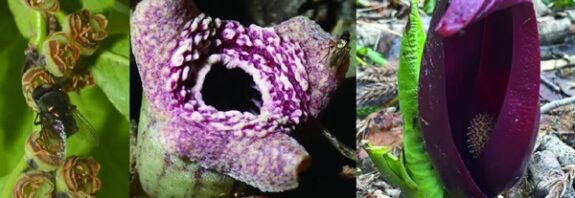 Doğanın Kandırmacası