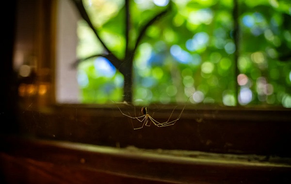 Kırmızı Parlayan Bir Ağa Sahip Genetiği Değiştirilmiş İlk Örümcek Yaratıldı