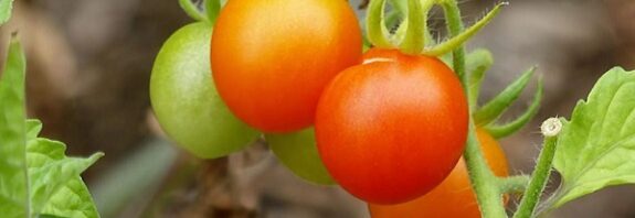 Tersine Evrim mi? Bu Yabani Domatesler Zamanı Geri Çeviriyor