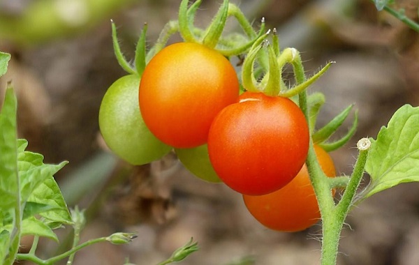 Tersine Evrim mi? Bu Yabani Domatesler Zamanı Geri Çeviriyor