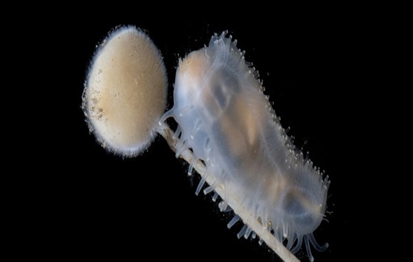 İnsanların Hiç Bulunmadığı Yerlerde Gelişen Derin Deniz Harikalar Diyarı Bulundu