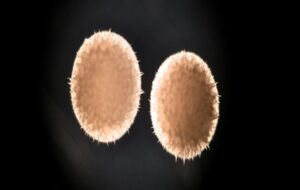 Scientists Confirm Anti-Aging Drug Appears to Prolong Life in Animals