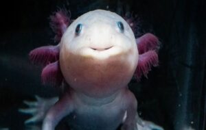 Axolotl Discovery Brings Us Closer Than Ever to Regrowing Human Limbs