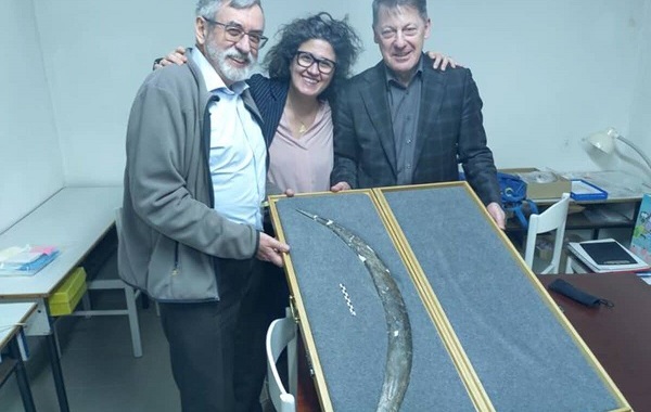 Buzul Çağı İnsanları, Mamut Fildişinden Bilinen En Eski Avrupa Bumerangını Yaptılar