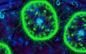 Yeni Çalışmayla 'Deniz Karı'nın Okyanusu Canlı Tuttuğu Keşfedildi