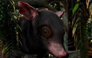 Toprağın Altında 60 Milyon Yıldır Yatan Bir Opossum Ortaya Çıkarıldı