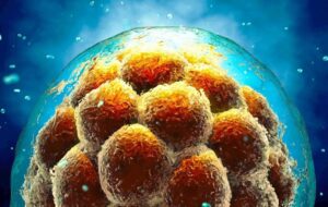 İlk Hücrelerimiz Vücudumuzun Hangi Bölümlerini İnşa Edeceğini Nasıl Biliyor?