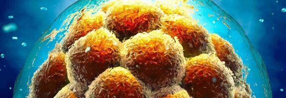 İlk Hücrelerimiz Vücudumuzun Hangi Bölümlerini İnşa Edeceğini Nasıl Biliyor?