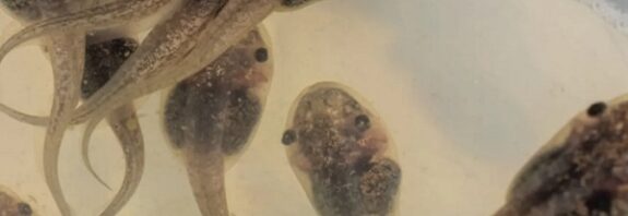 Beyinde Yumuşak Nöron İmplantlarıyla Cyborg Kurbağa Yavruları Yaratıldı