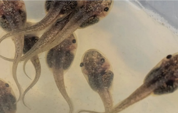 Beyinde Yumuşak Nöron İmplantlarıyla Cyborg Kurbağa Yavruları Yaratıldı