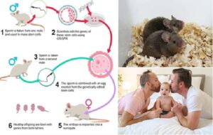 First mouse with two biological FATHERS has its own babies - in breakthrough that could pave the way for gay men to have children