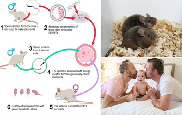 First mouse with two biological FATHERS has its own babies - in breakthrough that could pave the way for gay men to have children