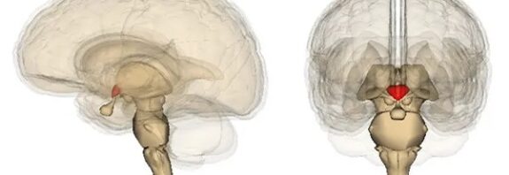 Stresin Uykuyu Nasıl Bozduğu ve Hafızayı Kötüleştirdiği Keşfedildi
