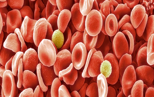 Yarım Asırlık Sır