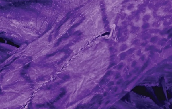 2.300 Yıllık Sibirya Mumyasındaki Dövmeler Analiz Edildi