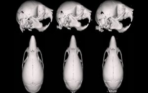 Vape Fluid Warps The Skulls of Fetal Mice, Study Shows