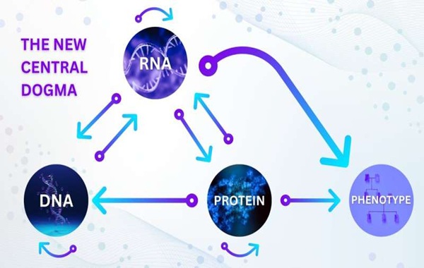 The RNA revolution: How our understanding of life's blueprint is being rewritten