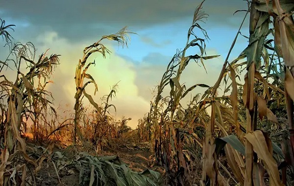 Nuclear winter could decimate 87% of global corn, trigger catastrophic global famine: Study