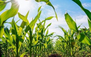 İklim Değişikliği Yiyeceklerimizin Besleyiciliğini Azaltıyor