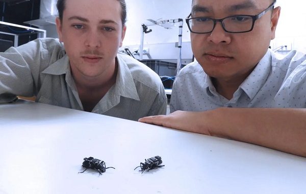 Avustralya'da Bir Cyborg Böcek Yaratıldı! Bu Böcek, Enkaz Altında Kalan İnsanları Arayacak