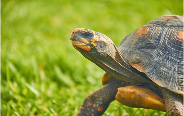 New study shows tortoises experience feelings similar to our own