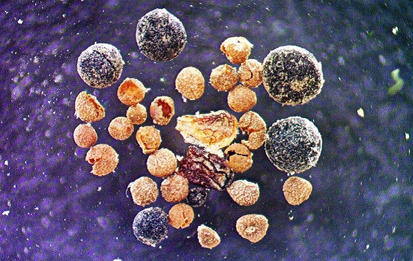 Buzullardaki Fosil Keşfi Bilim İnsanlarını Şaşırttı ve Endişelendirdi